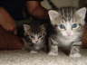 kittens coming at you